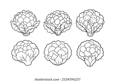 Cauliflower (Brassica oleracea var. botrytis) design, labeled line art vector illustration