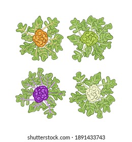 Caricatura de Cauliflower y brocoli. Fondo blanco. Doodles dibujados a mano. Verduras, productos naturales saludables. Ensalada vegana. Conjunto de ilustraciones. Preparar comida para restaurantes y menús.