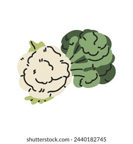 Cauliflower and broccoli stems. Fresh cabbage for cooking healthy food. Organic green vegetables, natural farm plants. Sources of vitamins. Flat isolated vector illustration on white background