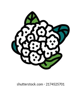 cauliflower cabbage color icon vector. cauliflower cabbage sign. isolated symbol illustration