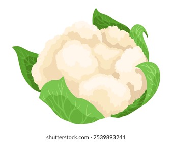 Cauliflower cabbage icon. Vegetable illustration for farm market or restaurant menu. Healthy, organic food design. Fresh vegetarian meal isolated on white background. Vector cartoon illustration