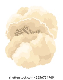 Cauliflower cabbage icon. Vegetable illustration for farm market or restaurant menu. Healthy, organic food design. Fresh vegetarian meal isolated on white background. Vector cartoon illustration