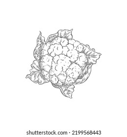 Repollo de coliflor aislado de brassica vegetal monocromada. Vector de alimentos vegetarianos, vegetales orgánicos, Brassica oleracea planta anual, sólo se come la cabeza. Carolina dibujada a mano blanca o verde