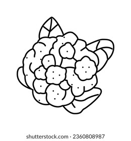 cauliflower cabbage line icon vector. cauliflower cabbage sign. isolated contour symbol black illustration