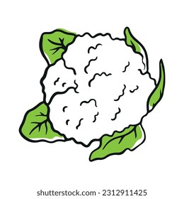 Cauliflower cabbage on white background