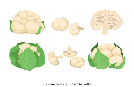 Cauliflower Cabbage with Separated Florets Isolated on White Background Vector Set