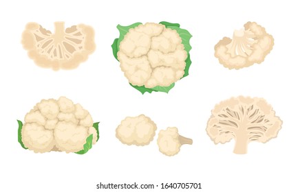 Cauliflower Cabbage with Separated Florets Isolated on White Background Vector Set