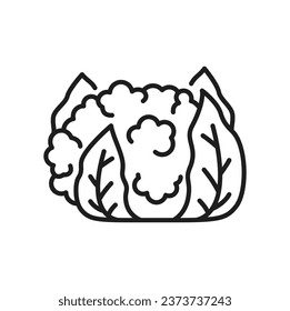 Cauliflower cabbage veggie food thin line icon. Vector Brassica oleracea head with leaves. White cauliflower, vegetarian food, healthy vegetable