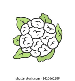 Cauliflower color icon. Cabbage. Agriculture plant. Salad ingredient. Vegetable farm. Vitamin. Vegetarian and vegan nutrition. Organic food. Greenery. Isolated vector illustration