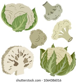 Cauliflower colored illustration, vector