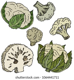Cauliflower colored illustration, vector