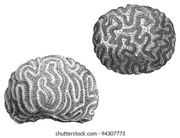 Cauliflower coral (Maeandrina) / vintage illustration from Meyers Konversations-Lexikon 1897