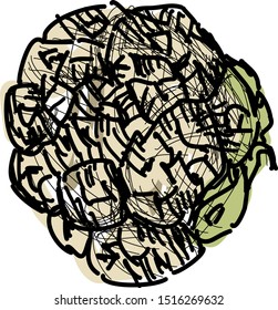 Dibujo de coliflor, ilustración, vector sobre fondo blanco.