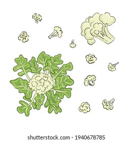 Cauliflower drawn cartoon in sketch style on black background. Hand drawn vector illustration. Cooking food. Isolated vector. Line art. White background, isolated.