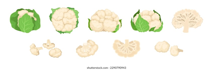 Cauliflower with Edible White Flesh Used in Culinary Vector Set