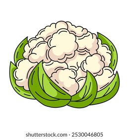 Cauliflower, farm or garden seasonal vegetables, vector outline green veggies, flat illustration. Healthy nutrition, organic food, natural product. Symbol for sticker, logo, print