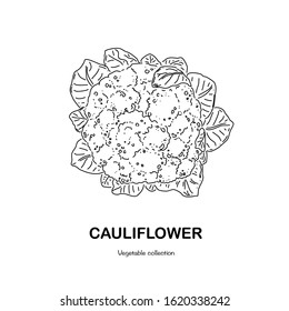 Cauliflower freehand drawing-vector illustration. Doodle style.