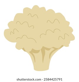 Cauliflower, fresh natural vegetable icon. Healthy organic head on stalk, vitamins and fiber nutrition. Culinary ingredient for cooking. Flat vector illustration isolated on white background