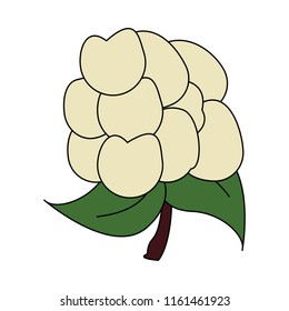 cauliflower fresh vegetable