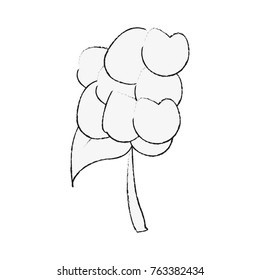 Cauliflower fresh vegetable