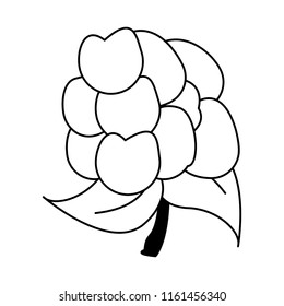 cauliflower fresh vegetable in black and white