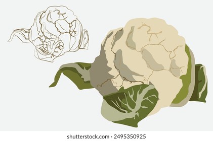 Cauliflower full color and line shape art. Vector illustration.