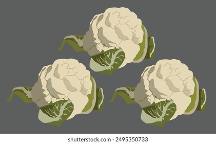 Cauliflower full color shape isolated on gray background. Vector illustration.