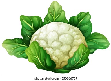 Cauliflower With Green Leaves Illustration