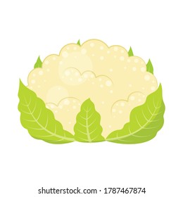 cauliflower with green leaves isolated on white background, vector illustration, head of cabbage, fresh vegetable, vegetarian food