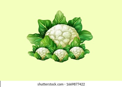 Cauliflower, half cauliflower vector, Fresh white cauliflower with green leaves, Cauliflower isolated on white background, Collection, Group of cauliflowers with green leaves