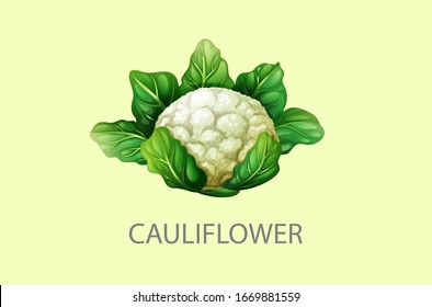 Cauliflower, half cauliflower vector, Fresh white cauliflower with green leaves, Cauliflower isolated on white background, Collection, Group of cauliflowers with green leaves