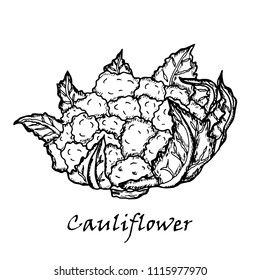 Cauliflower. Hand drawing of vegetables. Vector art illustration. Isolated image of black ink on white background.