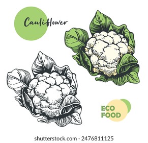 Cauliflower hand drawn on white isolated background. Natural vegan farm food. Vector illustration. Design element for menu, recipe, eco market and cookbook 