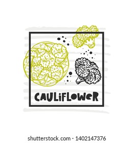 Cauliflower. Hand drawn realistic vector illustration. Organic vegetable. Eco food. Farm market product. Isolated white background. Can be used for shop, menu, card, poster, label