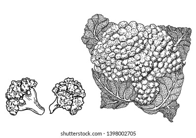 Simple Cauliflower Drawing