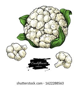Cauliflower hand drawn vector illustration. Vegetable sketch. Isolated Cauliflower with pieces. Detailed vegetarian food drawing. Farm market product.
