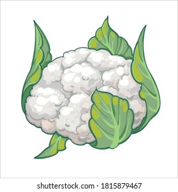 Cauliflower, hand drawn vector illustration isolated on white background. Fresh cartoon vegetable. Seasonal vegetables.