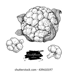 Cauliflower hand drawn vector illustration. Vegetable engraved style illustration. Isolated Cauliflower with pieces. Detailed vegetarian food drawing. Farm market product. 