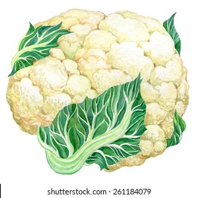 Cauliflower - Hand drawn watercolor painting vector illustration on white background