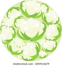 Cauliflower heads in a circle. Vector flat design template. Background of food, farm, gardening or horticulture.