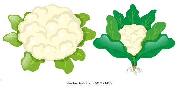 Cauliflower heads with leaves illustration