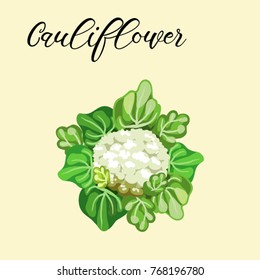 Cauliflower icon. Isolated object. Cauliflower logo. Vegetable from the garden. Organic food. Vector illustration.