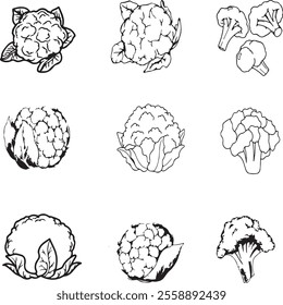 Cauliflower illustrated outline vector background