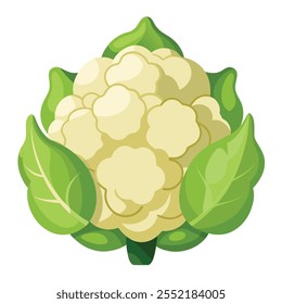 A cauliflower illustration With Vector