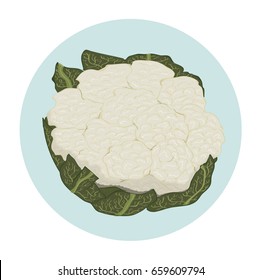 Cauliflower Illustration Vector