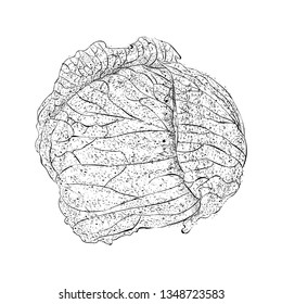 Cauliflower illustration vector, cabbage sketch 