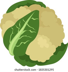 Cauliflower, illustration, vector on white background