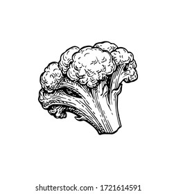 Cauliflower. Ink sketch isolated on white background. Hand drawn vector illustration. Retro style.