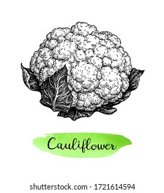 Cauliflower. Ink sketch isolated on white background. Hand drawn vector illustration. Retro style.