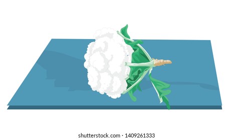 Cauliflower Isolated object. Vegetable from the garden. Organic food - Vector